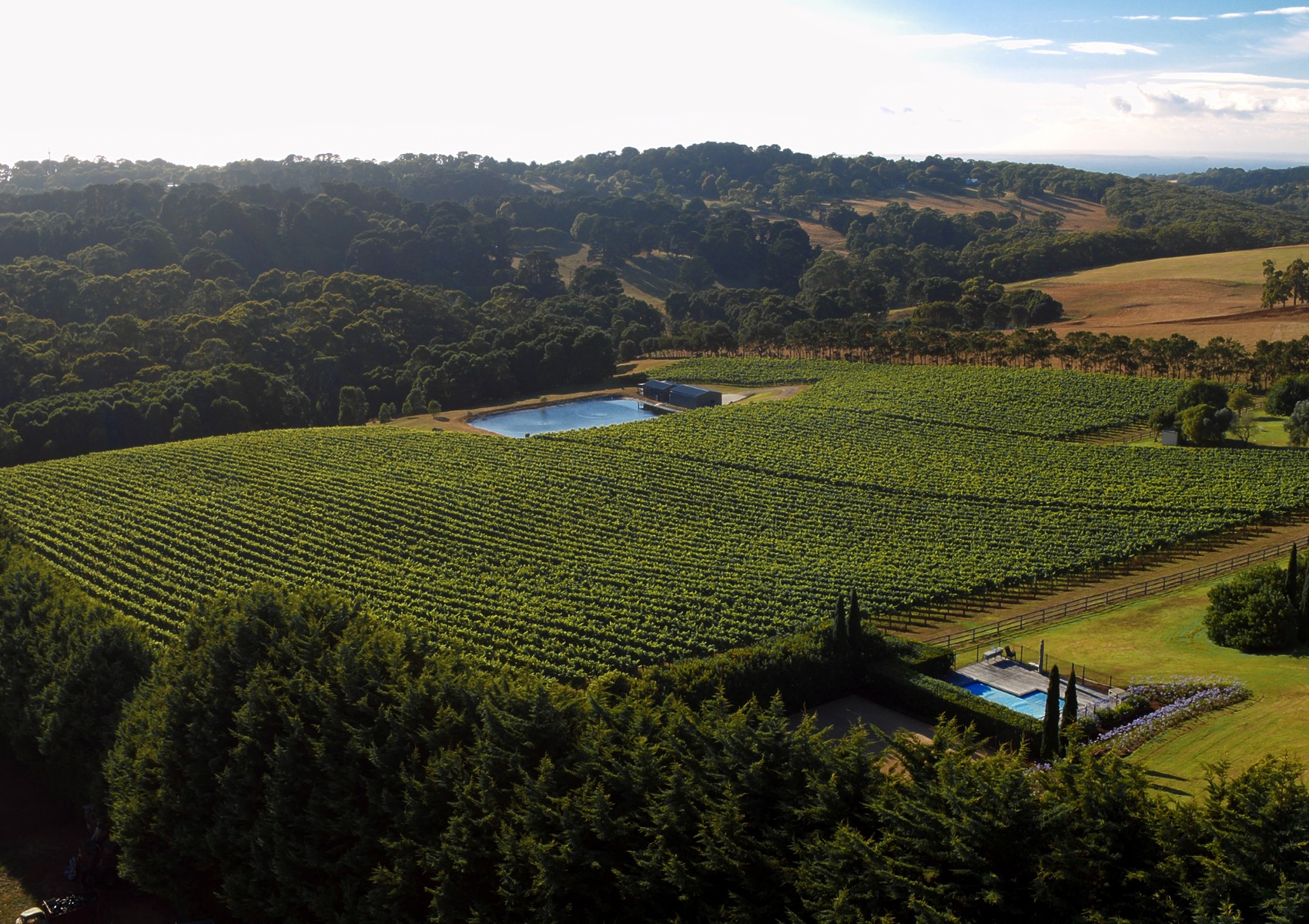 Vineyard