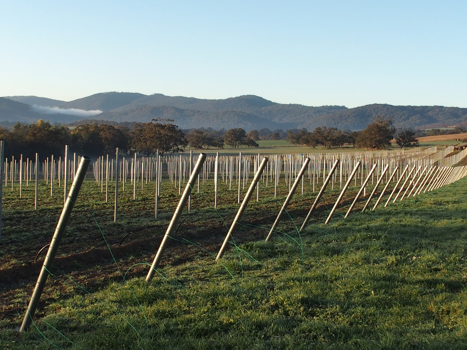 Dawn Chorus
